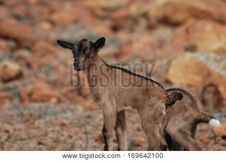 Cute face of a baby goat in Aruba.