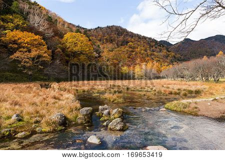 Marsh in nikko of Japan