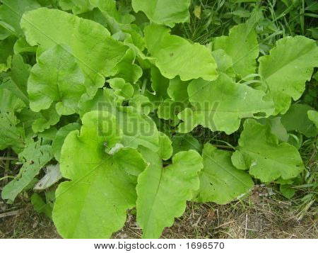 Ornamental Rhubarb