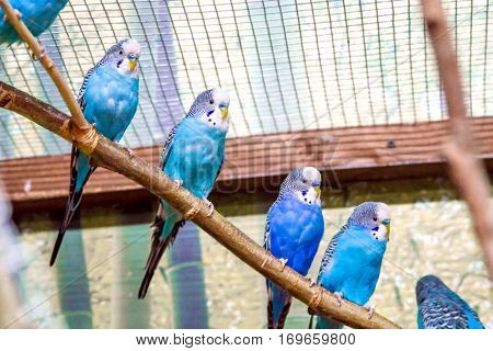 Image blue parrots sitting on a branch in an aviary