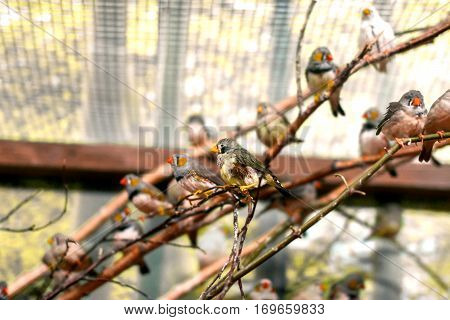 a exotic image of a flock of small birds in the aviary beautiful