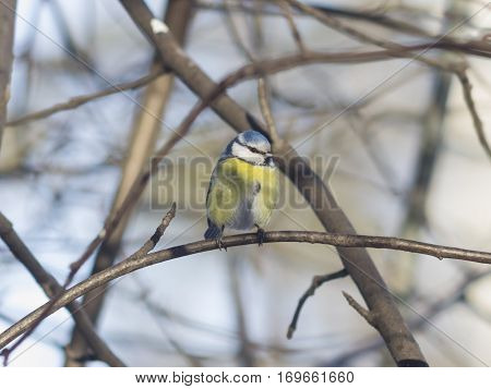 Eurasian blue tit Cyanistes caeruleus sitting in branches closeup portrait selective focus shallow DOF