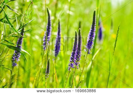 Purple blooming wildflowers on blurred grass background