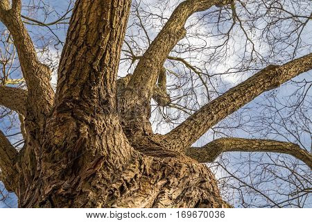 The old rugged trunk of the tree and it's branches seen from the bottom with the the blue sky and a few clouds as the background. No leafs during winter time.