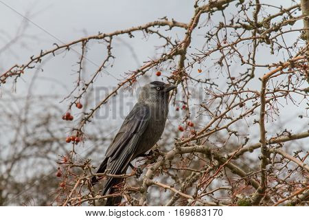 Galka (Coloeus monedula)sitting on a tree branch Crataegus. Prague (Czech Republic). February 2016