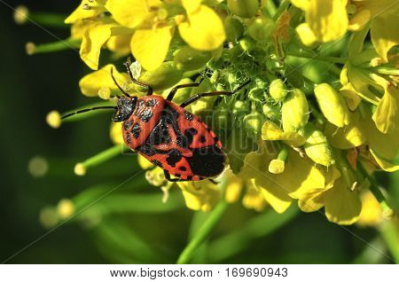 Firebug on yellow flower. Insects wildlife. Spring blossom