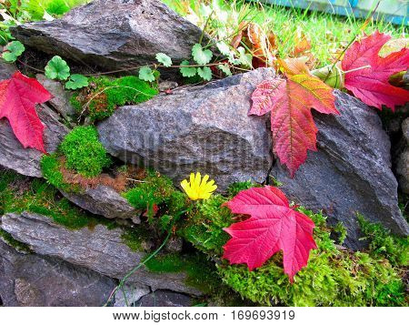 Red leaves on the rocks with moss