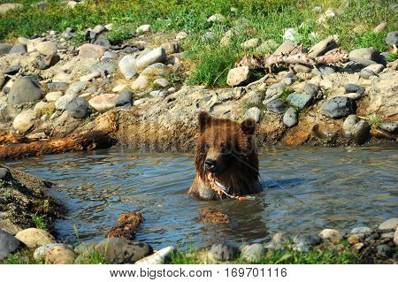 Fish Dangles From Bears Mouth