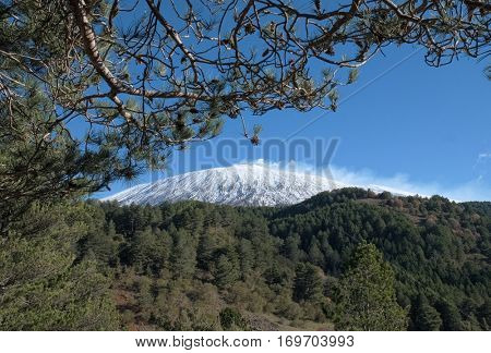 pine forest and snowy top of Volcano Etna, Sicily