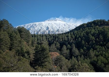 pine forest and snowy top of Volcano Etna, Sicily