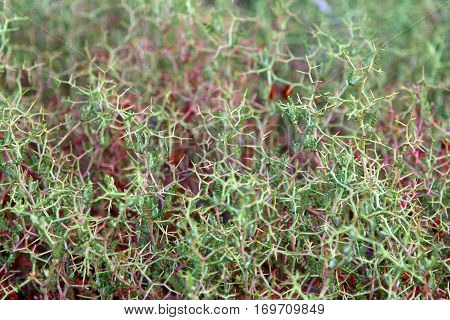 background of green thorny thickets vv v