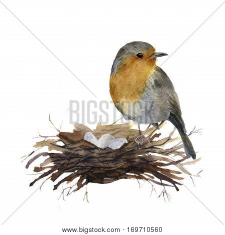 Watercolor bird sitting on nest with eggs. Hand painted illustration with robin isolated on white background. Nature print for design