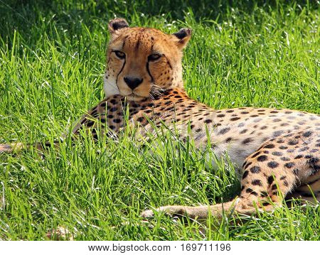 Male Asiatic Cheetah (Acinonyx jubatus venaticus) resting on the ground