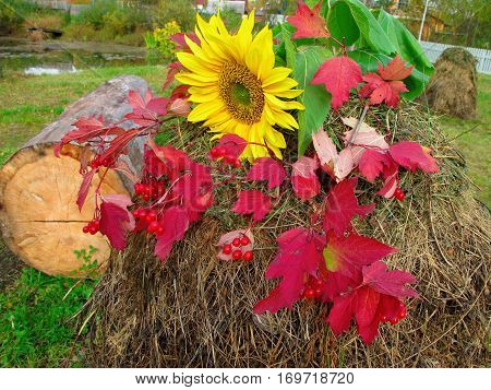 Autumn Still Life sunflower red berries and colorful leaves on a haystack