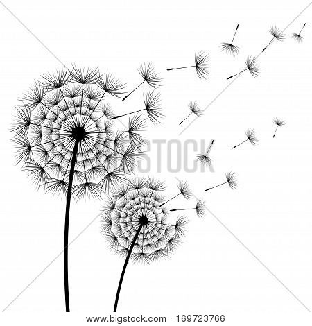 Two beautiful stylized black flowers dandelions and flying fluff on white background. Floral stylish modern summer or spring wallpaper. Trendy nature backdrop. Vector illustration