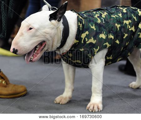 Bull Terrier at dog show in Moscow.