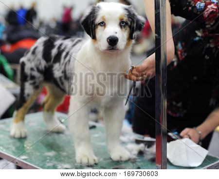 Australian Shepherd at dog show in Moscow.