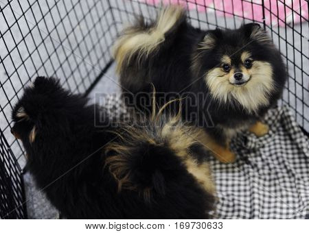 Pomeranian dog at dog show in Moscow.