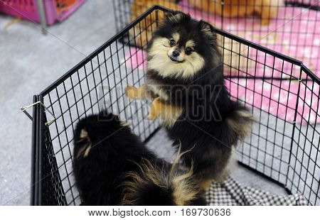 Pomeranian dog at dog show in Moscow.