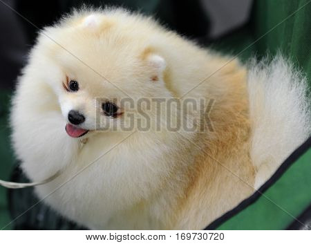 Pomeranian dog at dog show in Moscow.