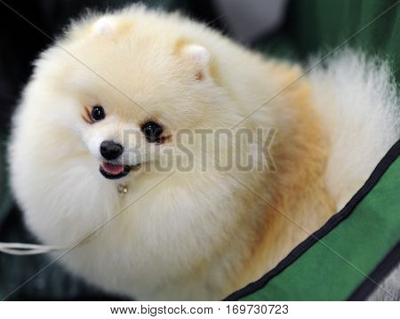 Pomeranian dog at dog show in Moscow.