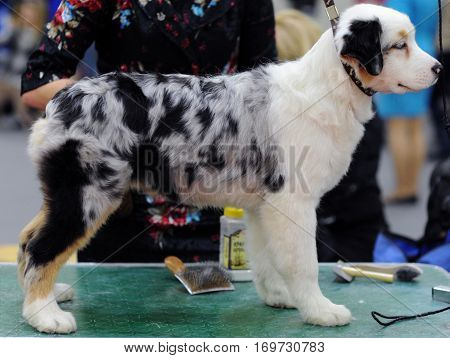 Australian Shepherd at dog show in Moscow.