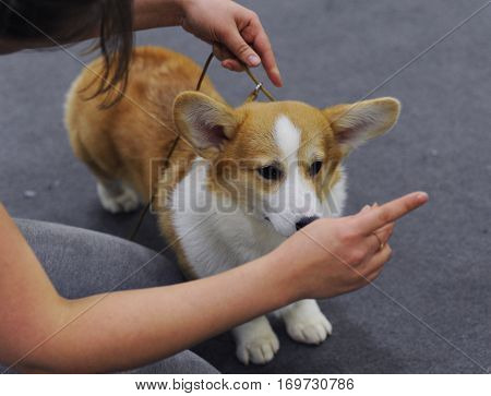 Welsh Corgi at dog show in Moscow.