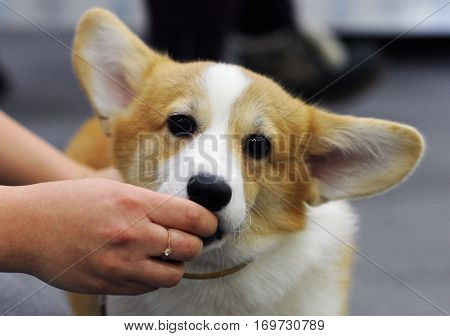 Welsh Corgi at dog show in Moscow.