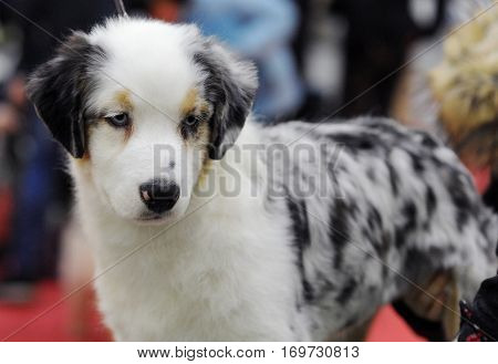 Australian Shepherd at dog show in Moscow.
