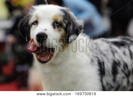 Australian Shepherd at dog show in Moscow.