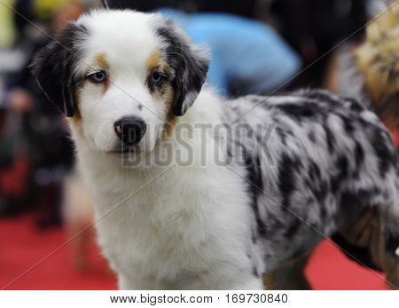 Australian Shepherd at dog show in Moscow.