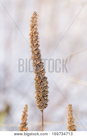 Agastache Foeniculum Seeds