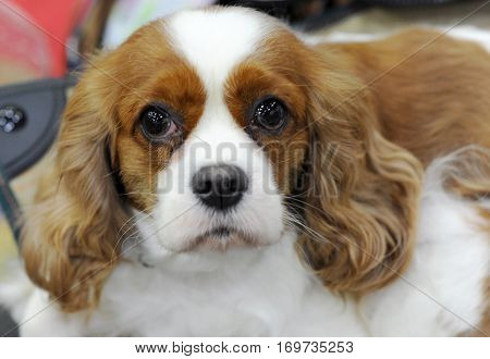 Cavalier King Charles Spaniel at dog show Moscow.