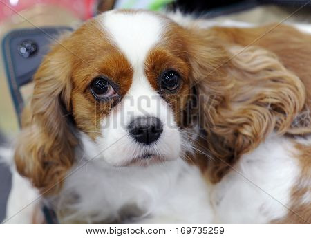 Cavalier King Charles Spaniel at dog show Moscow.
