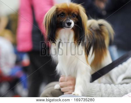 Continental Toy Spaniel at dog show Moscow.