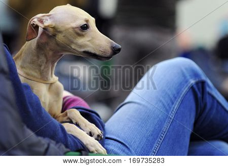 Italian Greyhound at dog show in Moscow.