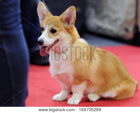 Welsh Corgi at dog show in Moscow.