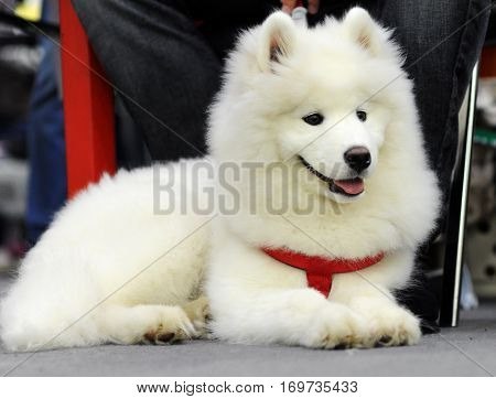 Samoyed dog at dog show in Moscow.