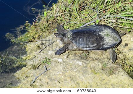 Florida softshell turtle at edge of marsh along Anhinga Trail