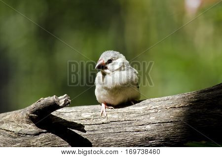 the young Java sparrow is perched on a tree branch