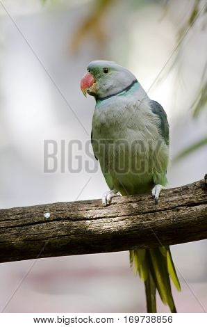the malabar parakeet is perched on a tree branch