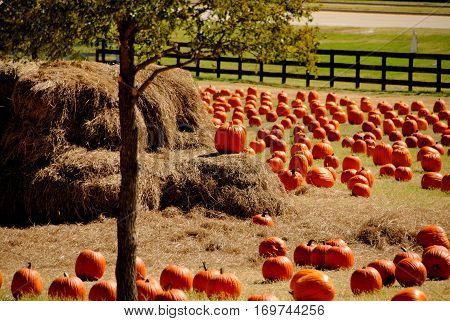 Pumpkins in a pumpkin patch near Dallas, Texas