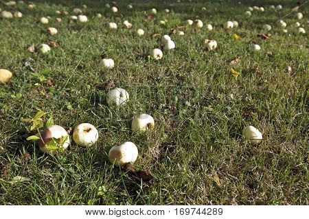Green apples fallen on grass