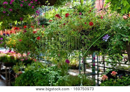 Variety of plants and flowers at flower market selective focus toned image