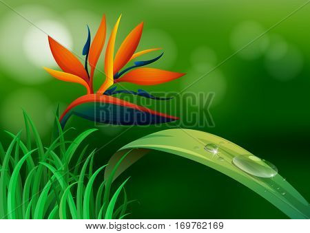 Bird of paradisse in the forest illustration