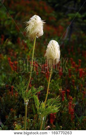 Two Beargrass Flowers On A Meadow In Wilderness