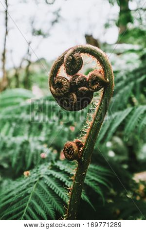 Close up freshness green fiddle head fern in forest