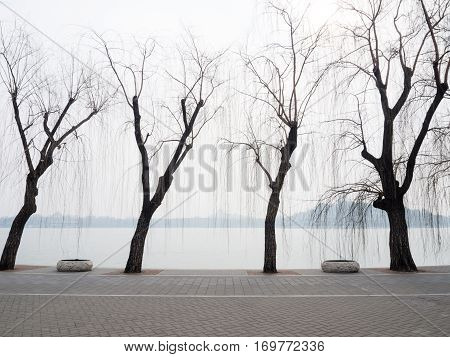 Willow Trees On The Lakeside In Beihai Park, Central Beijing