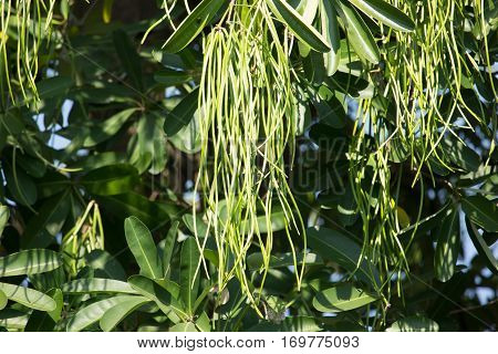 Green Pods Of  Blackboard Tree