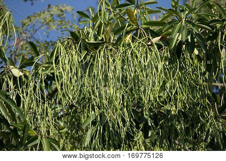 Green Pods Of  Blackboard Tree